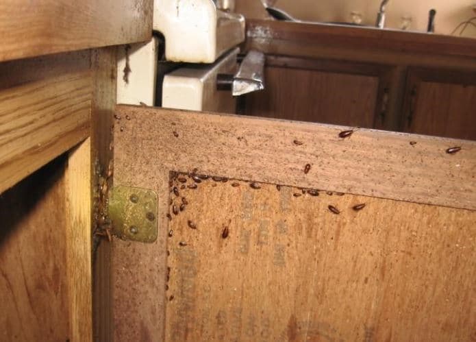 Diệt Gián Đức Tại Nhà Hiệu Quả