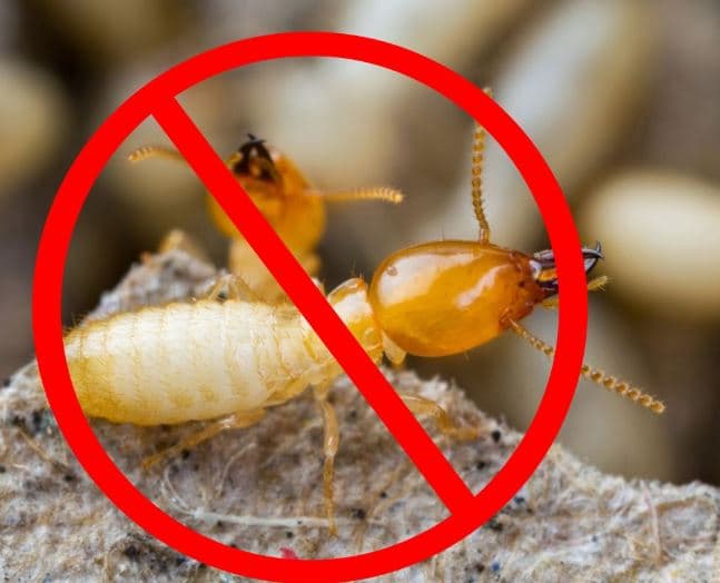 Diệt Mối Giá Rẻ – Giải Pháp “Xử Lý” Mối Tận Gốc
