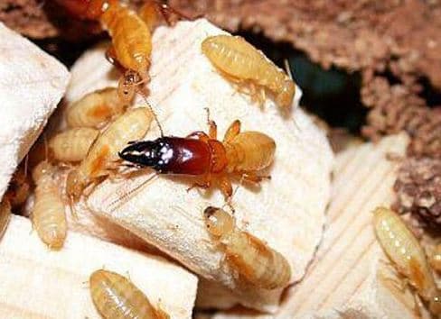 Diệt mối tận gốc tại Hoài Đức | FixCleanCare